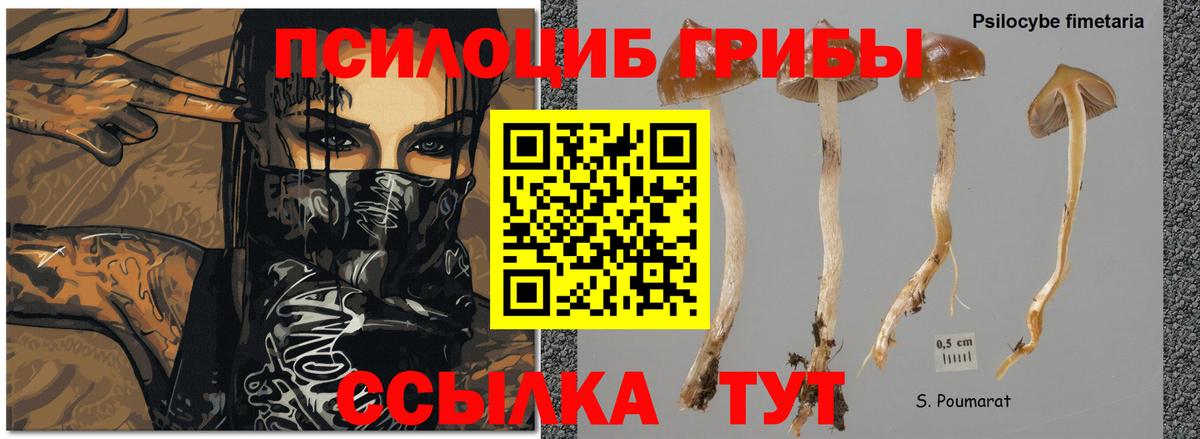 Псилоцибиновые грибы ЛСД Дивногорск